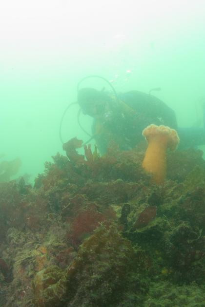 PLUMOSE ANEMONE ON REEF BALL